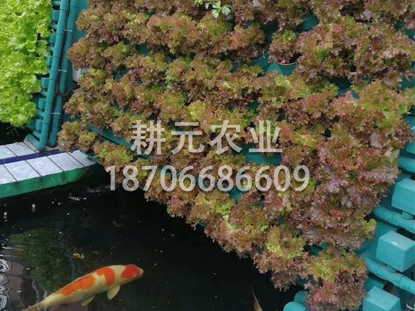 搭建魚菜共生設備需要注意什么